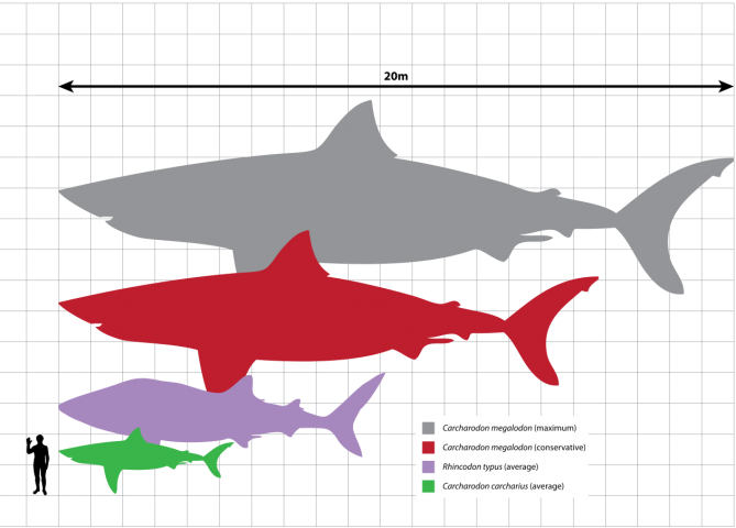 megalodon