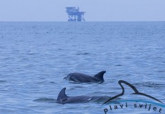 dolphin-platform2 page photo