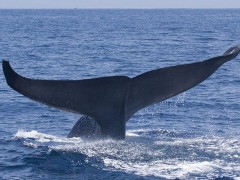 blue-whale-facts-2