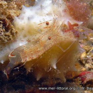 periclimenes-scriptus-wb01-600x400