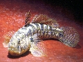 Zosterisessor ophiocephalus